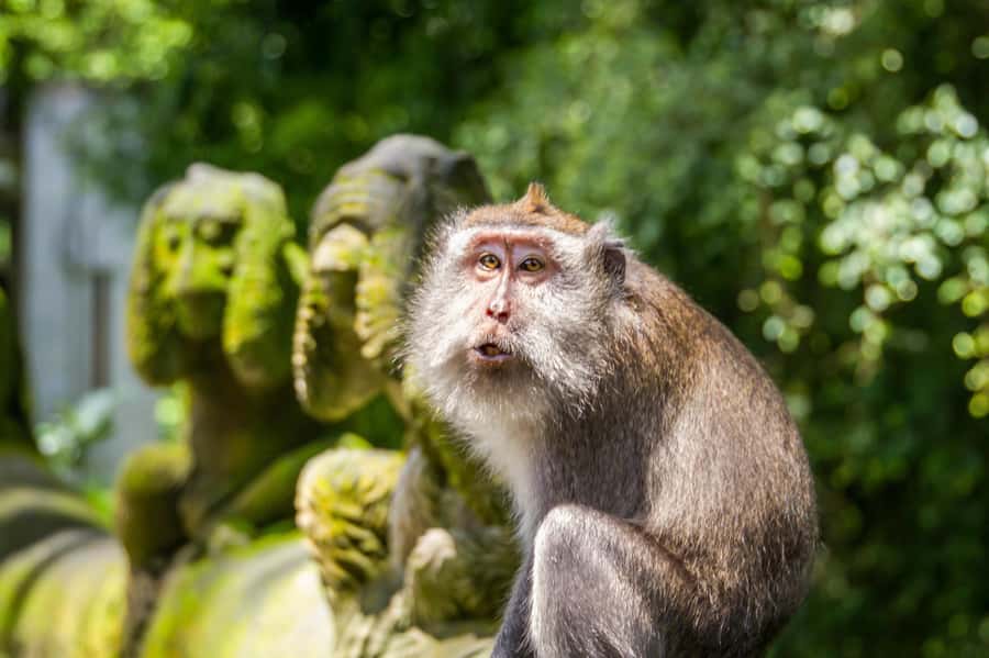 Ubud: Monkey Forest and Rice Terrace Private Tour - Ubud in one day, rice terraces plus monkey antics plus coffee