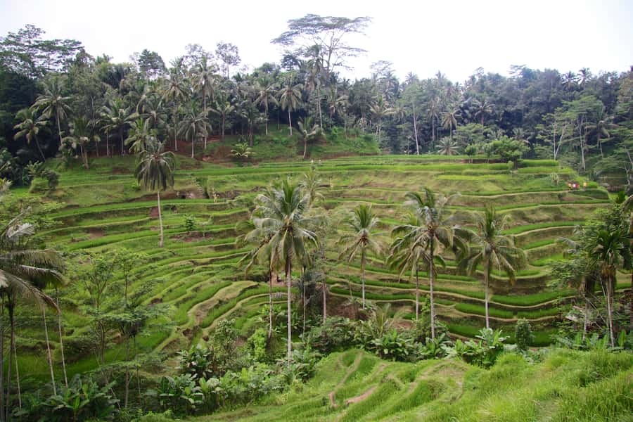 Ubud: Monkey Forest and Rice Terrace Private Tour - Ubud Royal Palace (Puri Saren Ubud), what the gardens add