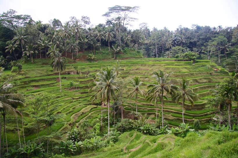 Ubud: Monkey Forest and Rice Terrace Private Tour - Sacred Monkey Forest, how to stay safe and get good moments