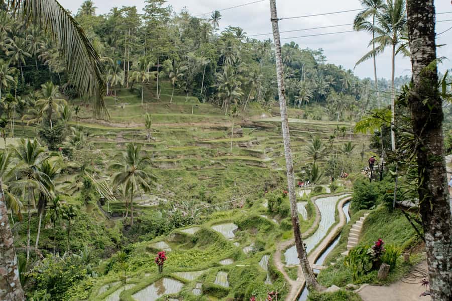 Ubud: Monkey Forest, Ceking Rice Terraces and More- Full Day - Ubud Palace and the art market lunch break: culture without the wasted hours