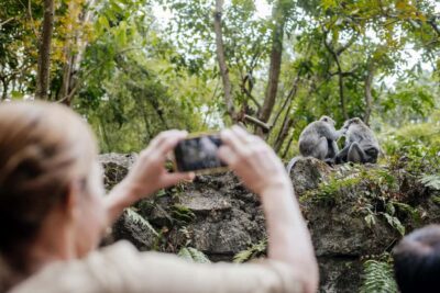 Monkey Forest, Ceking Rice Terraces and More – Full Day