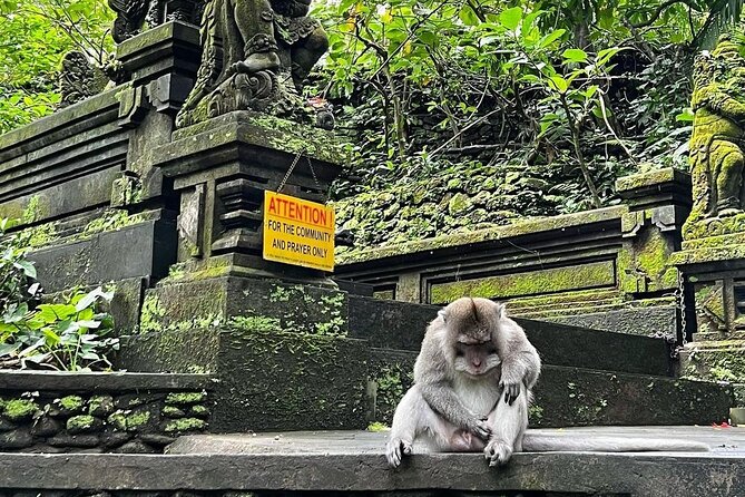Ubud Monkey Forest, Rice Terrace & Tirta Empul Temple Tour - Ubud Jungle Swing: The View is Included, the Swing Fees Are Extra