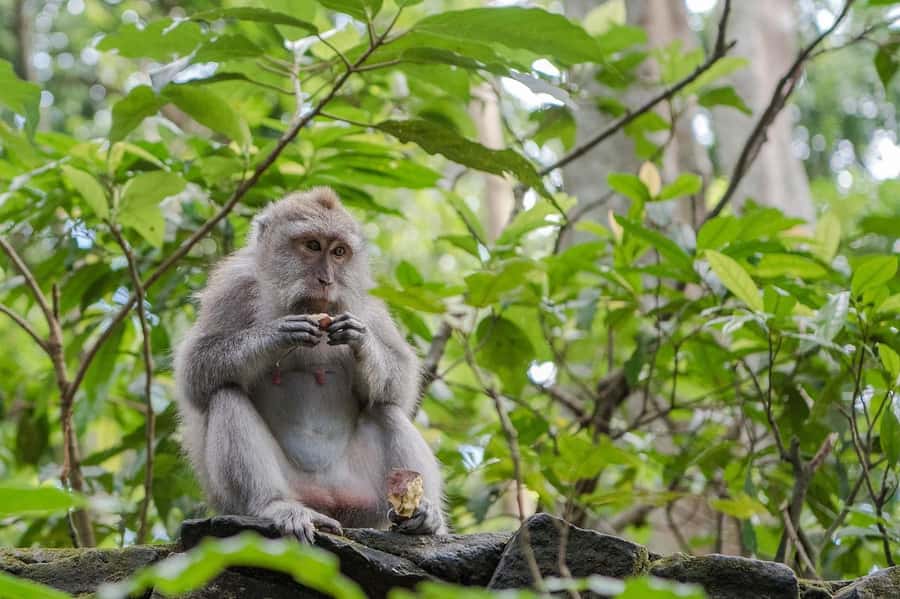 Ubud:Monkey Forest, Rice Terraces, Water Temples, Waterfalls - Gunung Kawi Sebatu Water Temple: seeing why rituals revolve around water