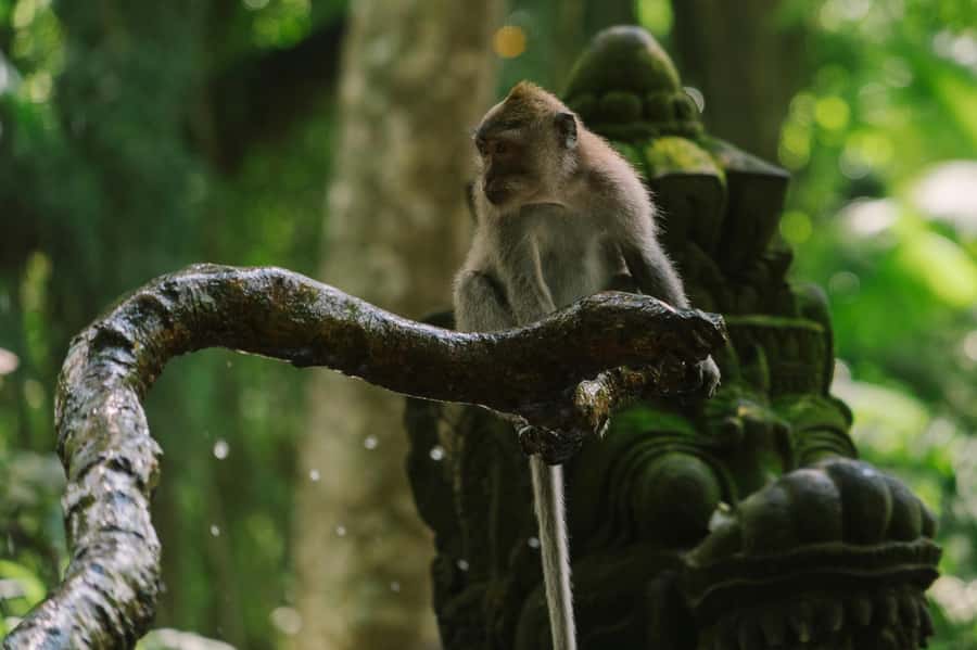 Ubud, Monkey forest, Riceterace Waterfall, Purification - Key highlights worth planning for