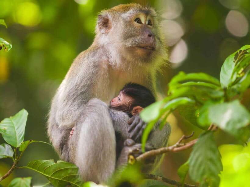 Ubud: Monkey Forest, Temple, Rice Terraces, Hidden Waterfall - Key highlights to look forward to