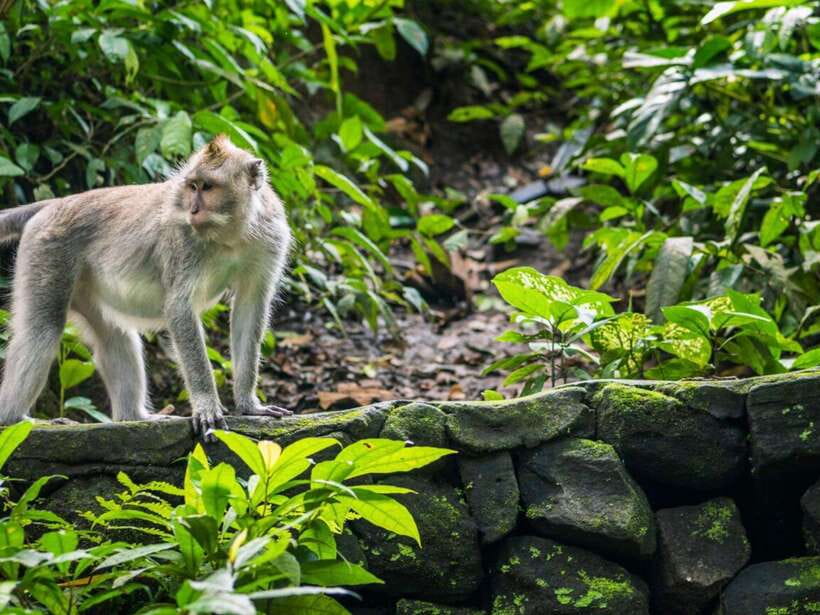 Ubud: Monkey Forest, Temple, Rice Terraces, Hidden Waterfall - Sacred Monkey Forest Sanctuary: fun wildlife, real rules, and easy safety habits