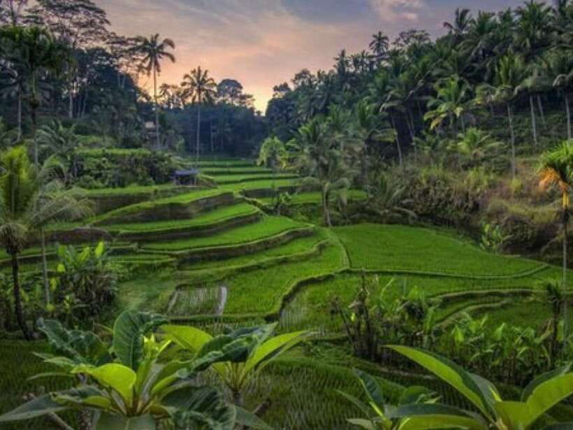 Ubud: Monkey Forest, Temple, Rice Terraces, Hidden Waterfall - Coffee plantation tasting: what you learn in 30 to 45 minutes