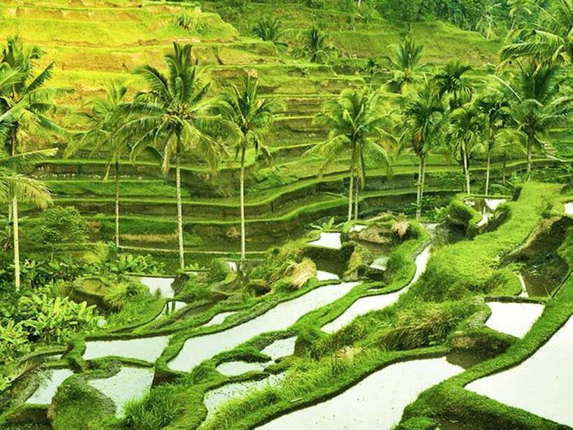 Ubud: Monkey Forest, Temple, Rice Terraces, Hidden Waterfall - Price and value: what $29 covers, and what you should budget for