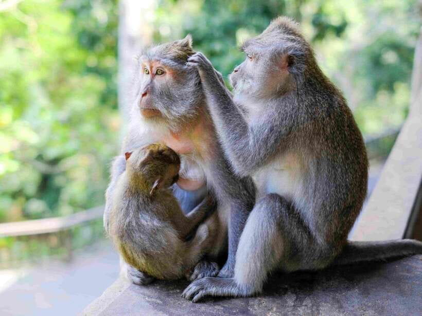 Ubud: Monkey Forest, Temple, Rice Terraces, Hidden Waterfall - Pickup timing and how the 9 hours usually feel