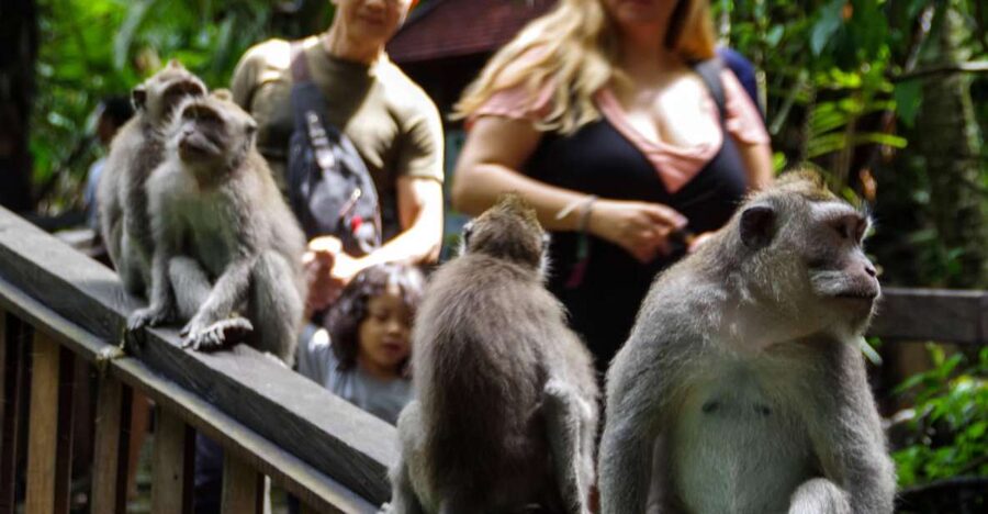 Ubud Monkey Forest, Waterfall, Temple and Rice Terrace Tour - Who should book this Ubud Monkey Forest and waterfall day