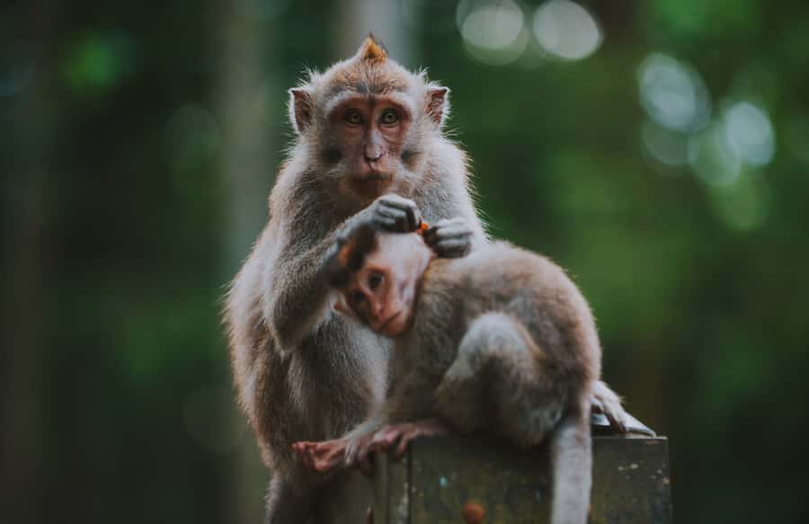 Ubud: Private All-Inclusive Tour with Lunch - Tirta Empul Water Temple: Rituals, Building Layouts, and Quiet Rules