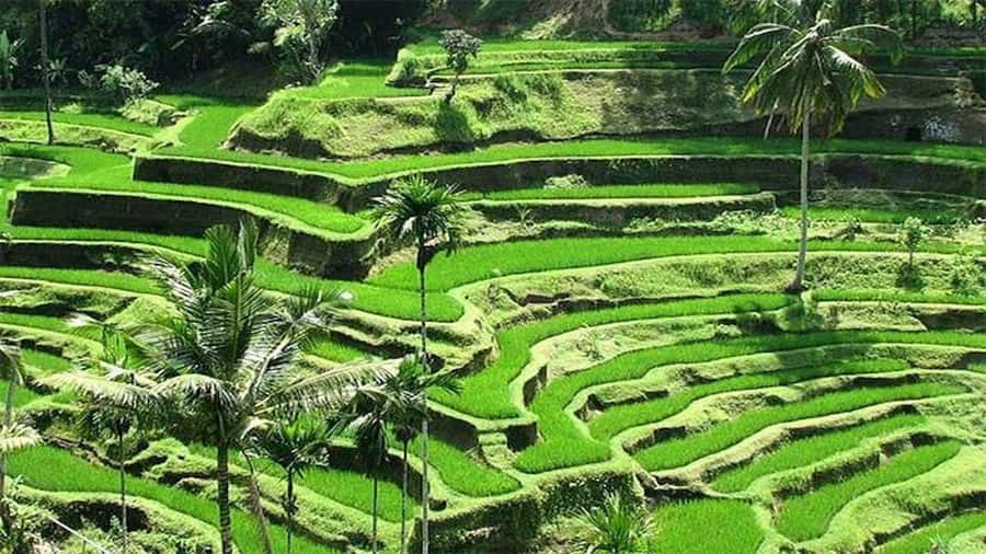 Ubud: Private Evening Tour with Legong Dance Performance - What you pay for, what you still need to plan, and where value shows up