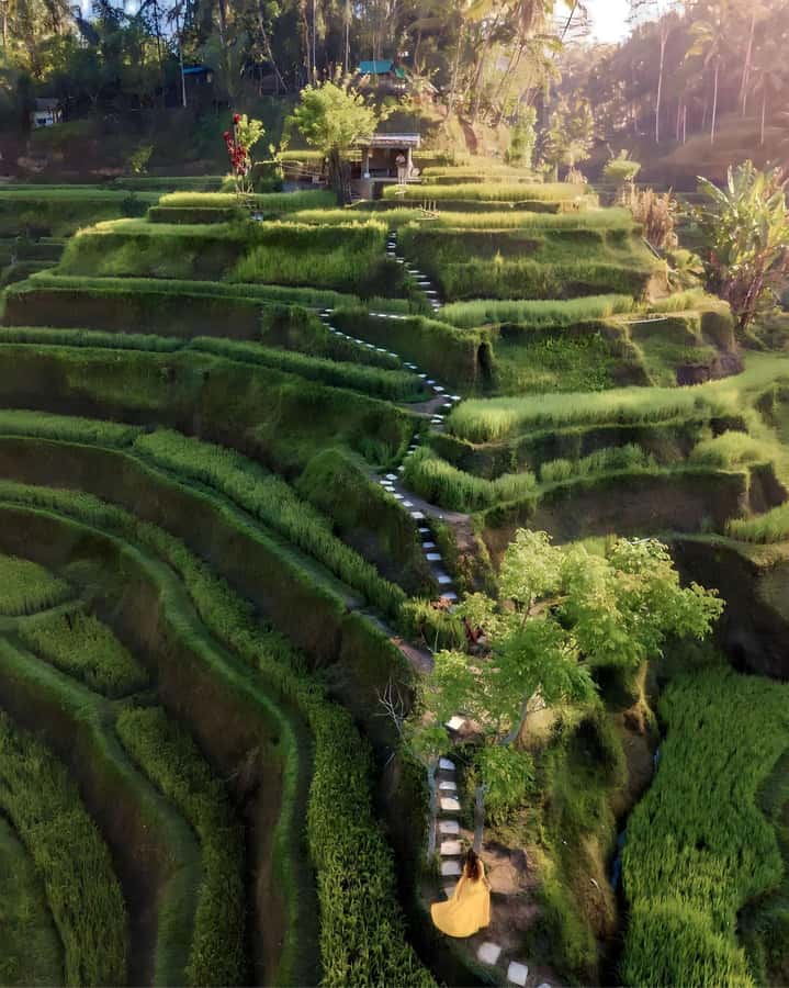 Ubud: Private Scenic Waterfalls and Rice Terraces Tour - Price and Value: Is $31 Per Person Actually a Good Deal?