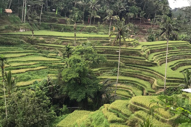 Ubud Private Tour : Best Of Ubud - Guided Tour - Ulu Petanu Waterfall Near Kedisan: Hidden-Feeling Nature