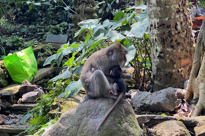 Ubud Private Tour: Monkey Forest, Rice Terrace, Temple, Waterfall - Price and logistics for this $27 per person Ubud private day