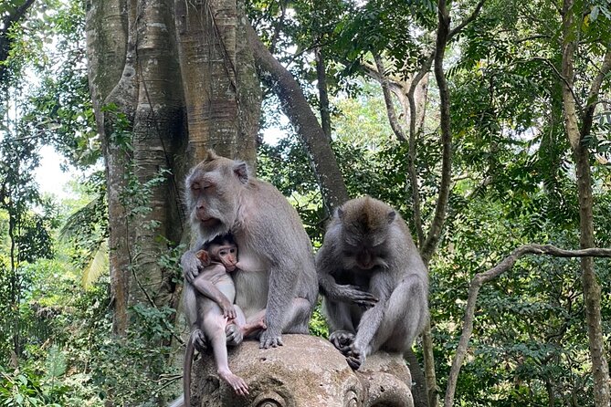 Ubud Private Tour: Monkey Forest, Rice Terrace, Temple, Waterfall - Monkey Forest Sanctuary: macaques, temples, and a rule-following guide