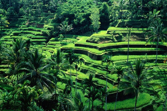 Ubud Private Tour : Ubud Temple and Authentic of Ubud - Why a private Ubud day feels more worth it