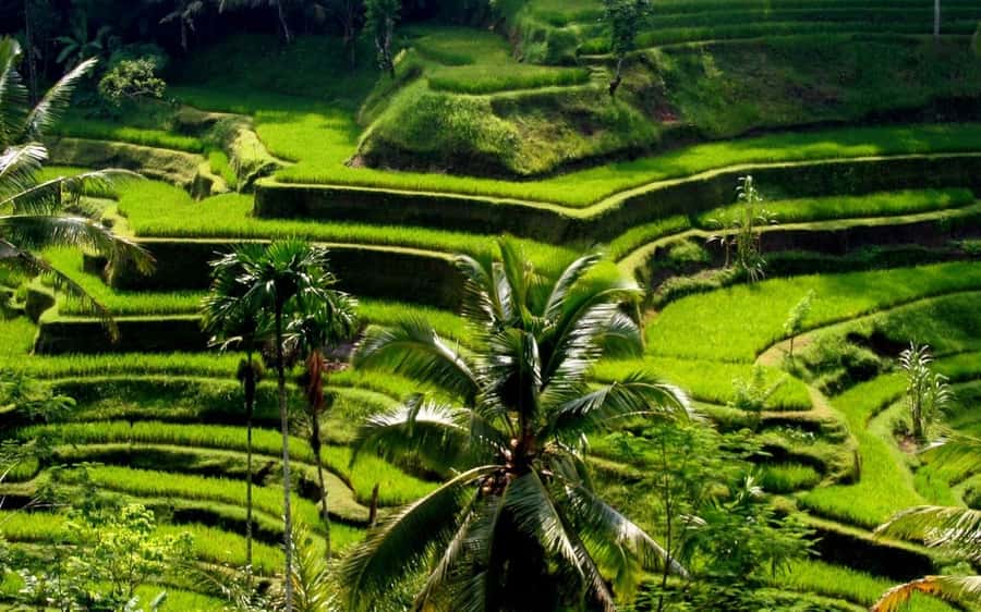 Ubud: Rice Terrace, Waterfall, & Elephant Cave - Why This Central Bali Day Trip Feels Like More Than a Checklist