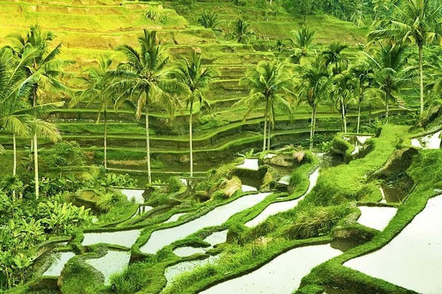 Ubud: Rice Terrace, Waterfall, & Elephant Cave - Tirta Empul at Tampaksiring: Temple Atmosphere and the Spring-Water Setting