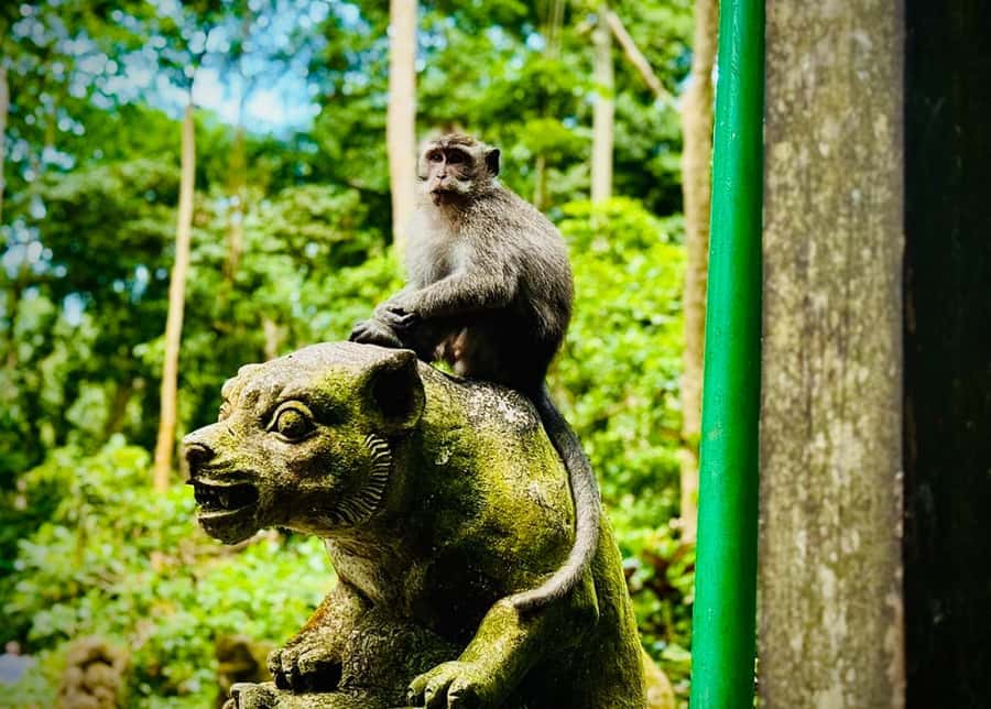 Ubud: Sacred Monkey Forest Sanctuary Ticket and Guided Tour - Why Ubud Monkey Forest Feels Different Than a Standard Wildlife Visit