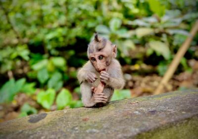 Sacred Monkey Forest Sanctuary Ticket and Guided Tour