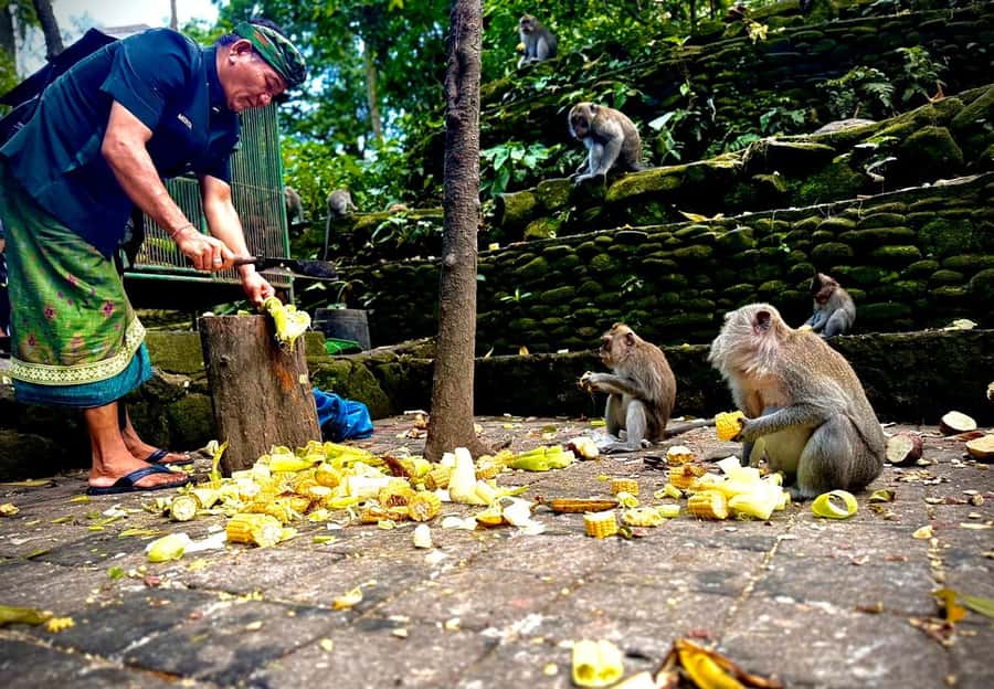 Ubud: Sacred Monkey Forest Sanctuary Ticket and Guided Tour - The Walk Starts With Koi, Gates, and the First Signs of Monkey Territory