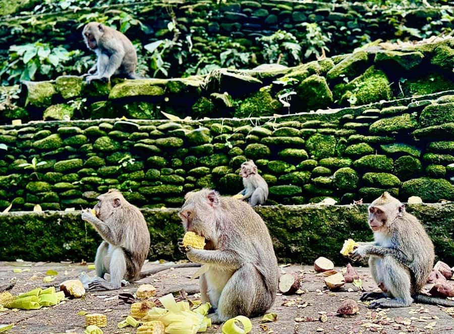Ubud: Sacred Monkey Forest Sanctuary Ticket and Guided Tour - Pura Beji, the Stream Side, and Why This Temple Stop Changes the Pace