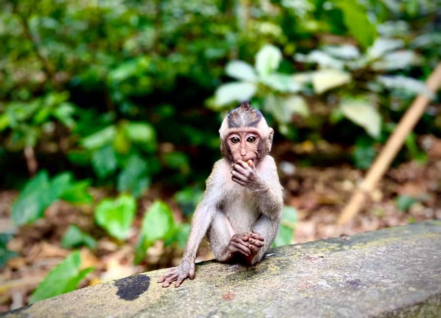 Ubud: Sacred Monkey Forest Sanctuary Ticket and Guided Tour - Pura Dalem Agung Padangtegal, the 14th-Century Funeral Temple, and the Monkey Selfie