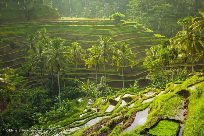 Ubud Surounding Tour - A one-day Ubud sampler that mixes culture, jungle, and water