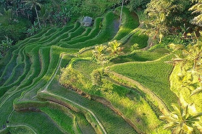 Ubud: Swing - Monkey Forest - Waterfall - Temple - Rice Terraces - Art Crafts - Gallery Ada Garuda: woodcarving art that feels real