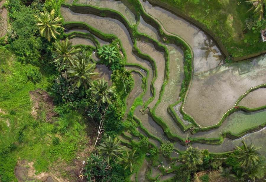 Ubud: Tegalalang Rice Terrace Photos Tour with Swing Ticket - The jungle swing: the big view, plus safety details you cannot ignore