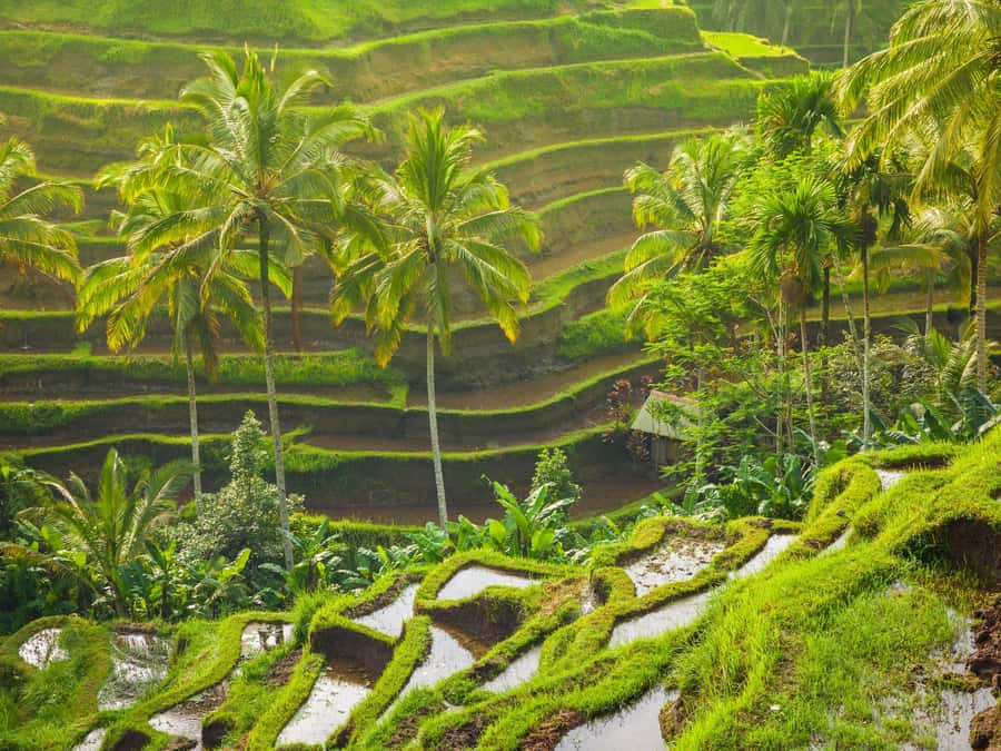 Ubud: Tirta Empul Water Purification Ritual, Private Tour - Getting picked up, meeting your driver, and keeping it easy
