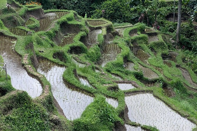 Ubud Top Tours to Discover Bali’s Cultural and Natural Wonders - Pakudui Tegalalang Rice Terraces: iconic views with a cultural angle