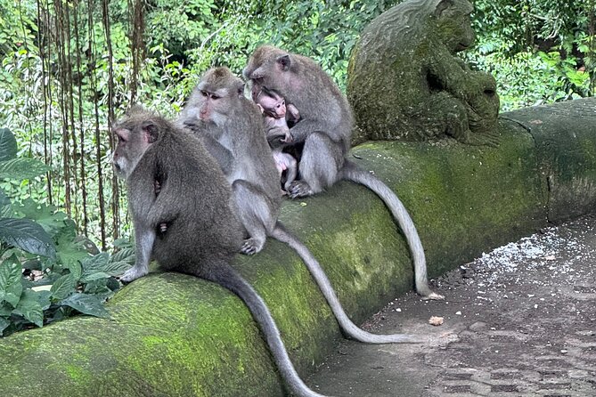 Ubud Top Tours to Discover Bali’s Cultural and Natural Wonders - Price, time, and what you really get for $63