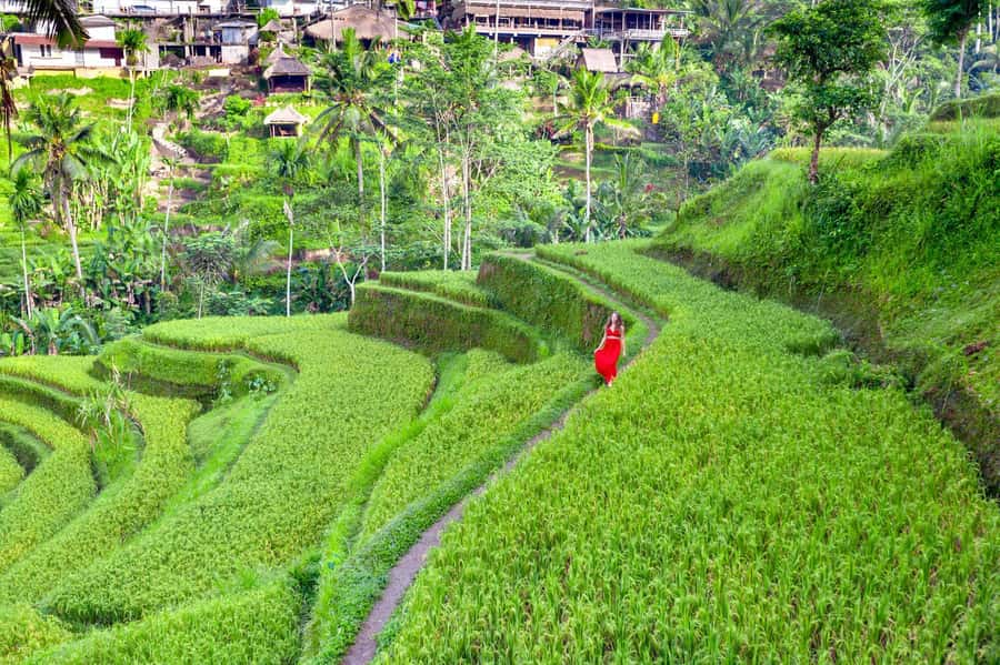 Ubud Tour with Optional English, Spanish and Italian Guide - Key Things You Will Actually Notice On This Tour