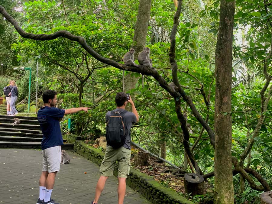 Ubud Tour with Optional English, Spanish and Italian Guide - Coffee Plantation Tasting: Bean-To-Cup Explanations And Luwak Mention