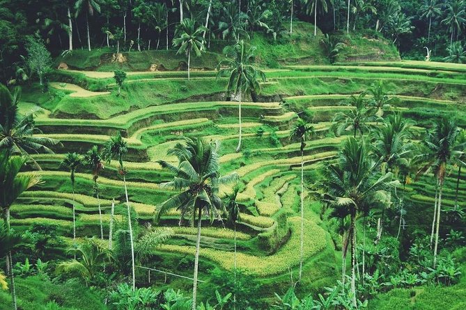 Ubud Trip, The Best of Ubud in a day - All Inclusive - Tegenungan Waterfall: the best part for many people, with a water-condition reality check