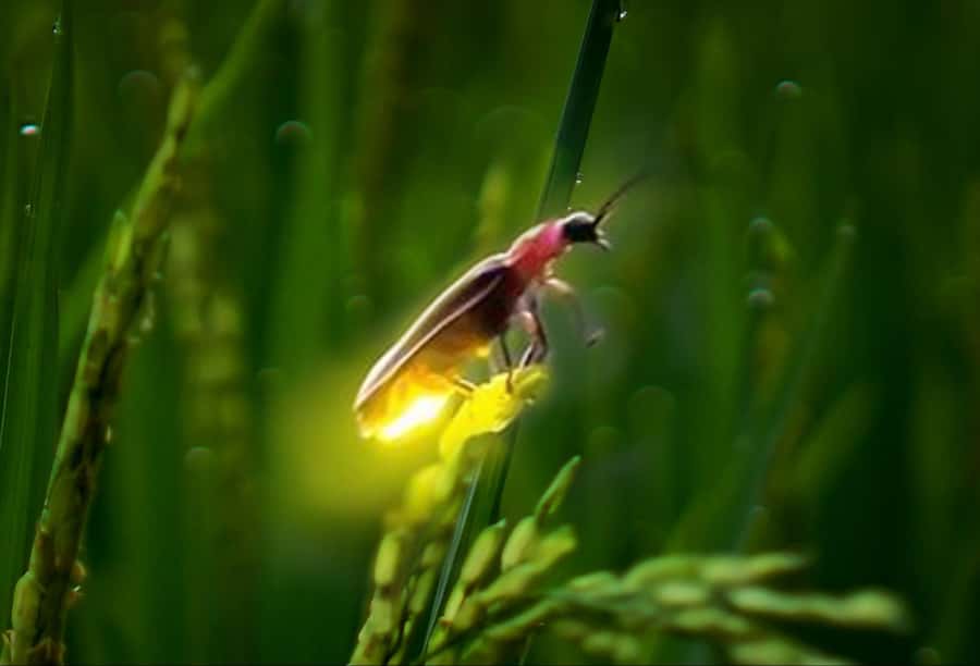 Ubud: Village Firefly Night Tour with Dinner - What to Bring, What to Wear, and Where to Meet