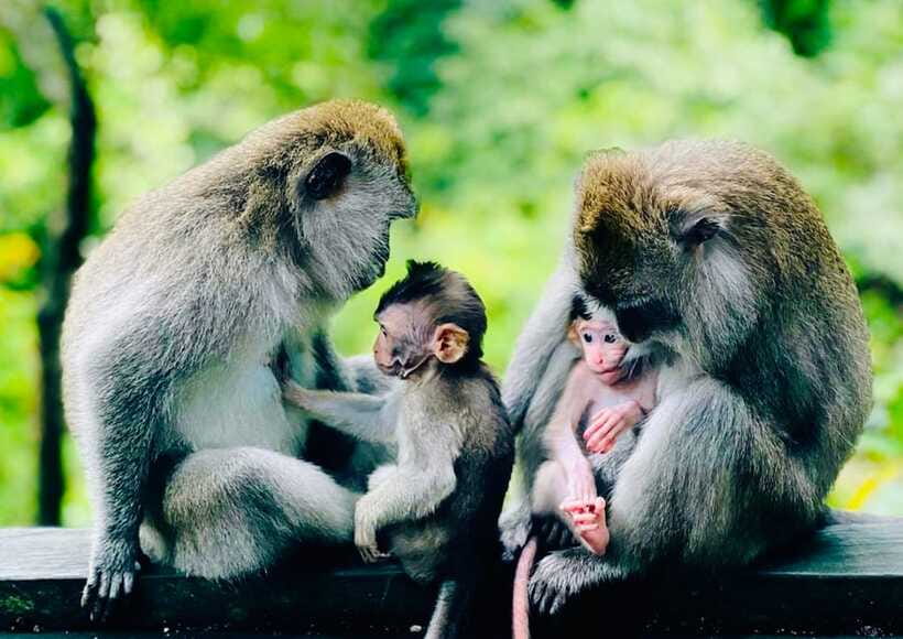 Ubud: Walking Tour with Campuhan Ridge & Monkey Forest - Ubud Traditional Art Market: crafts and souvenirs, with a pace that won’t exhaust you