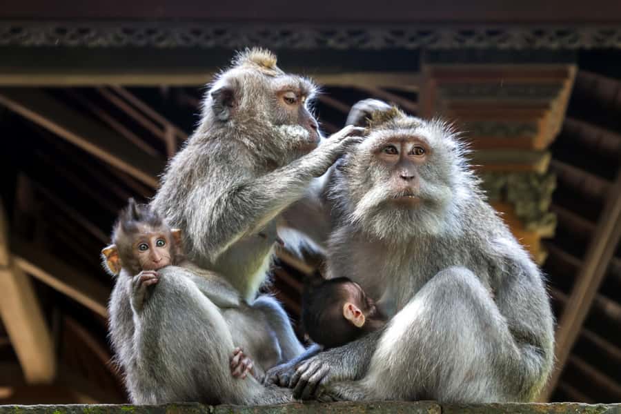 Ubud: Walking Tour with Campuhan Ridge & Monkey Forest - Pickup and timing around central Ubud, plus what “4 to 6 hours” feels like