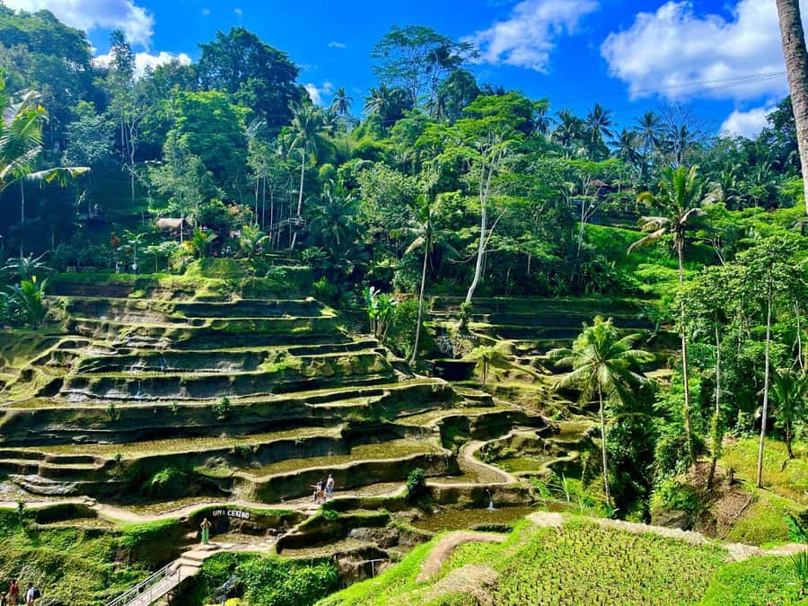 Ubud: Water Temple, Rice Terrace, Waterfall, Private Tour - Price and value: why $26 can work for a private Ubud day