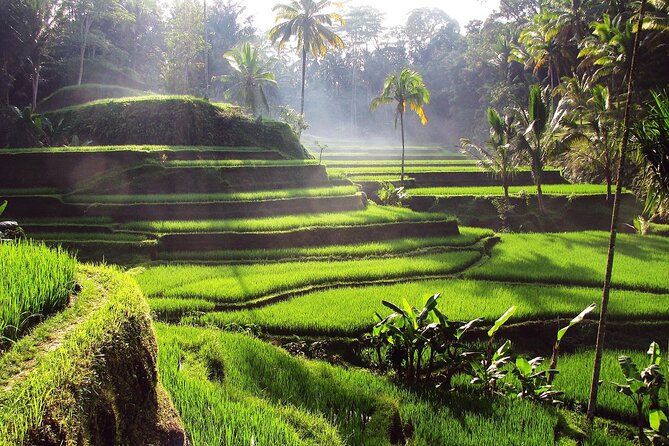 Ubud: Waterfall, Rice Terraces, and Monkey Forest Private Tour - Luwak coffee tasting at a local plantation