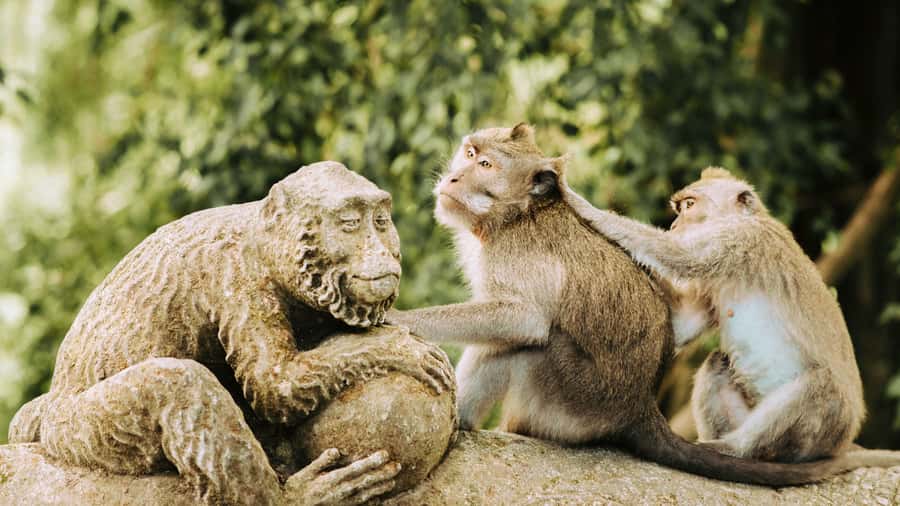 Ubud: Waterfall, Rice Terraces & Monkey Forest Private Tour - Tirta Empul Temple: The Holy Spring Cleansing Ritual, Explained