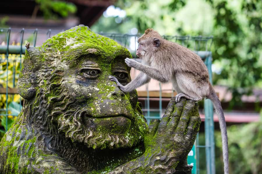 Ubud: Waterfall, Rice Terraces & Monkey Forest Private Tour - Why This Ubud Day Tour Feels Like the Best Hits, Without the Confusion