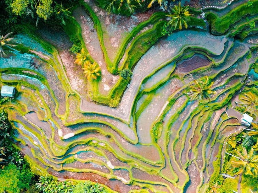 Ubud: Waterfalls, Temple, and Rice Terrace Private Day Tour - Price and value: what $25 covers, what you pay separately
