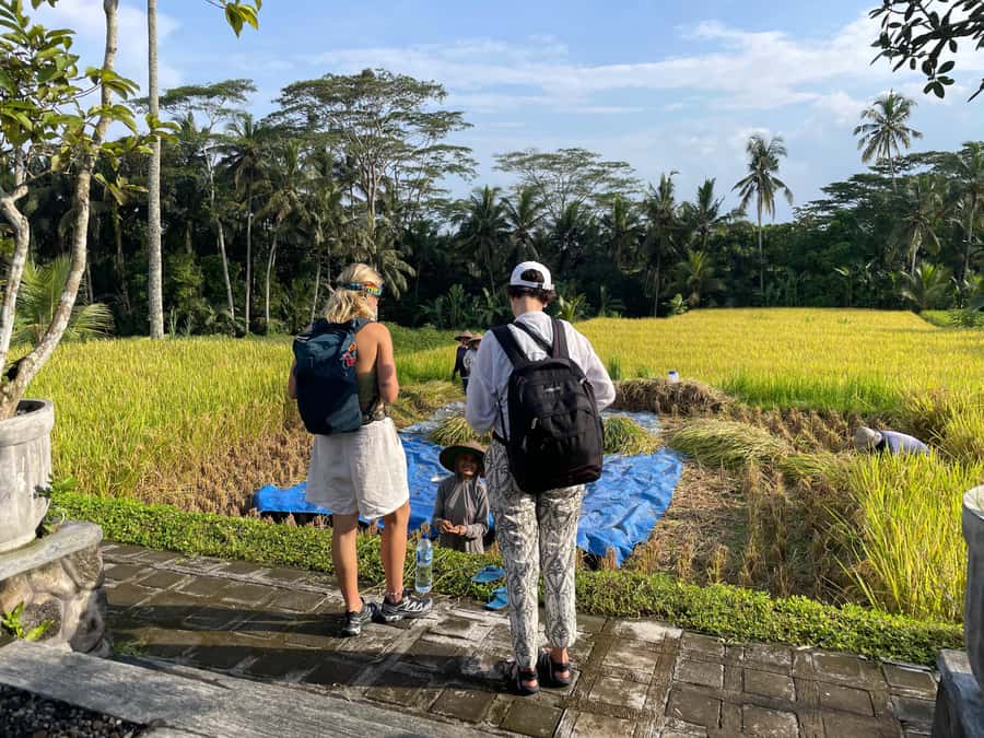 Ubud: Waterfalls, Water Temple & Rice Terraces Private Tour - Tegalalang rice terraces: iconic views, photo angles, and harvest-season reality