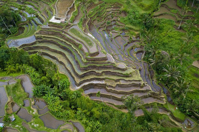 Ubud White Water Rafting, Rice Terrace and Jungle Swing - Who This Tour Fits Best (and Who Should Think Twice)