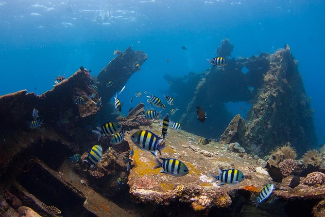 USS Liberty Shipwreck Scuba Diving at Tulamben Bali - First Underwater Session: Swimming to a 120-Meter USS Liberty From Shore