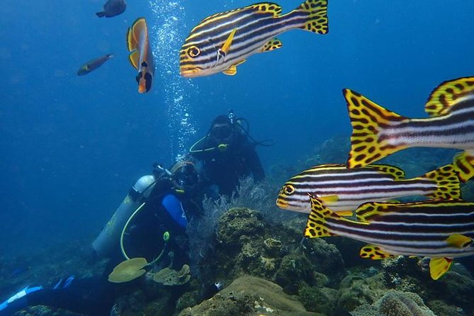USS Liberty Shipwreck Scuba Diving at Tulamben Bali - Between Sessions: Balinese Lunch, Coffee, Tea, and Showers