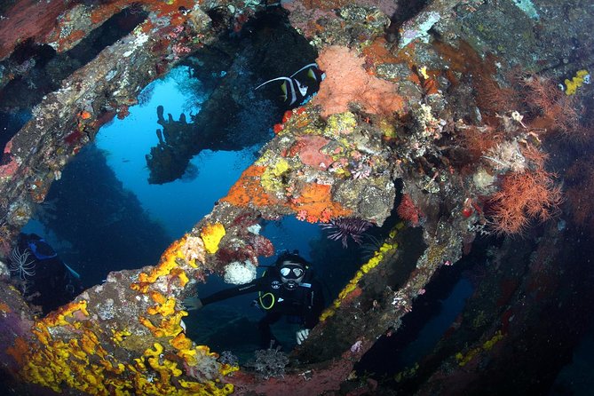 USS Liberty Shipwreck Scuba Diving at Tulamben Bali - Low-Light Expectations: Bumphead Parrotfish as the Night-Scene Option